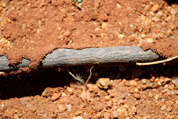 Termites are eating a branch of neem tree.