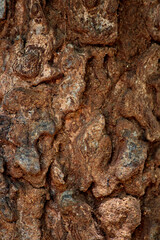 A close-up view of the neem bark texture.