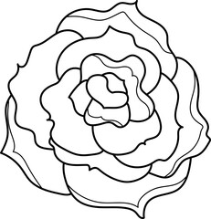 collection forest fern eucalyptus art foliage natural
leaves herbs inline style. Decorative beauty, elegant illustration 
for design: Vector flower Botanical