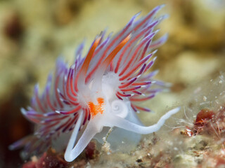 Pilgrim hervia - Cratena peregrina from Santorini, Greece