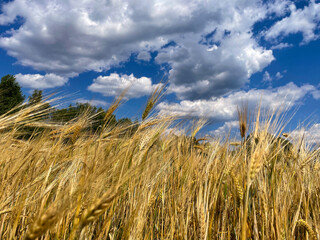 field with ripe Golden ears of corn against the bright setting sun