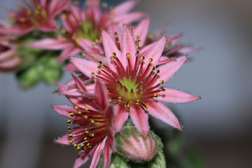 natural sempervivum arachnoideum plant flower photo