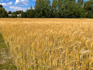 field with ripe Golden ears of corn against the bright setting sun