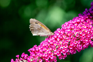 butterfly on flower in the summer