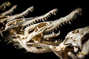 Poster crocodile or alligator skull selling as souvenir in the market in southeast asia © Akkharat J.