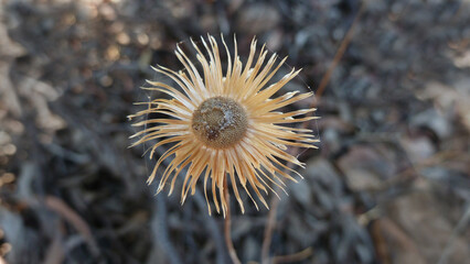 Fiore secco © Steve Fossiant