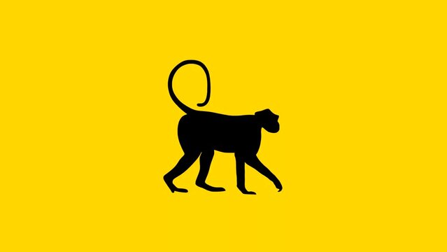 Walking monkey (gray langur), animation on the yellow background (seamless loop)
