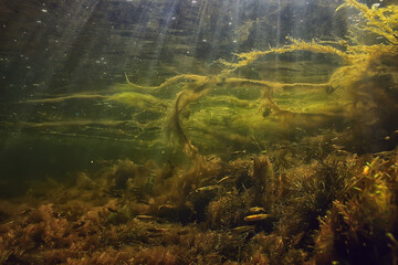 underwater fresh water green background with sun rays under, water