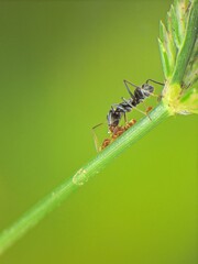 close-up of black ant farming aphids colony on grass