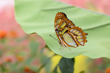 Papillon sur une grande feuille