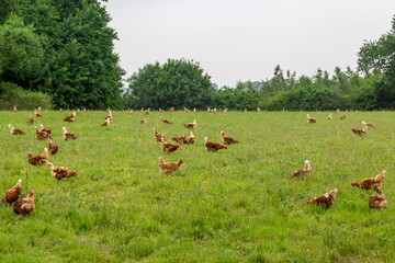 A flock of hens roaming in the Sussex countryside