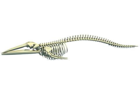 Fin Whale Skeleton anatomy 3D rendering