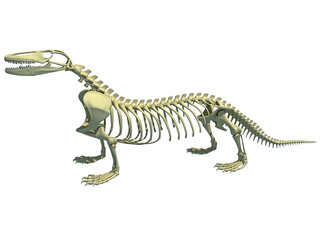 Komodo dragon skeleton anatomy 3D rendering