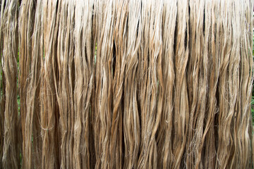 Closeup shot of raw jute fiber hanging under the sunlight for drying. Brown jute fiber texture and  background