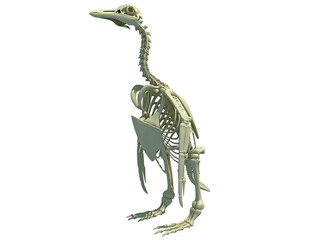 Penguin Skeleton anatomy 3D rendering