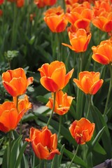 red and yellow tulips