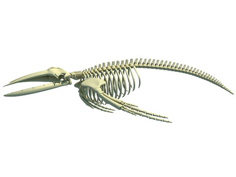 1,484 Whale Bone Stock Photos, High-Res Pictures, and Images