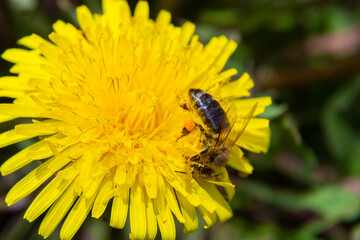 Closeup of the female of the Yellow-legged Mining Bee, Andrena flavipes on a yellow flower of dandelion , Taraxacum officinale