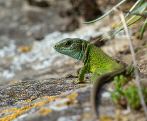 Green lizard, Lacerta viridis, is a species of lizard of the genus Green lizards. Lizard on the...