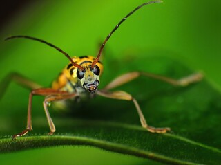 close-up of yellow beetle on leaf