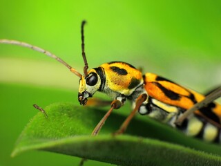 close-up of yellow beetle on leaf