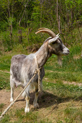 A cute feeding goat in gray and orange color grazing in the meadow