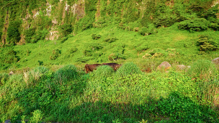 Naklejka na ściany i meble 長崎県平戸市の生月島で放牧されている牛