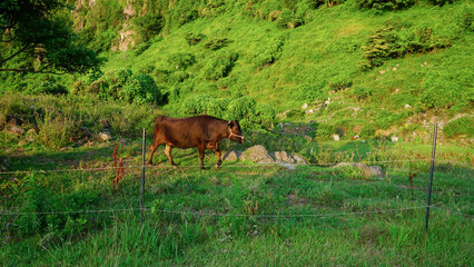 長崎県平戸市の生月島で放牧されている牛