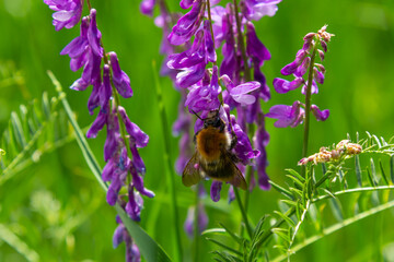Closeup of a brown hairy worker common carder bumblebee, Bombus pascuorum, sipping nectar from the purple flowers of Birds vetch