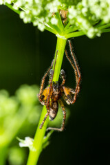 Close up macro shot of a brown forest spider on a flower stalk. Summer sunny day