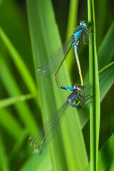 Two dragonflies Zygoptera mate, Odonata is an order of carnivorous insects, encompassing the dragonflies, Anisoptera, and the damselflies, Zygoptera