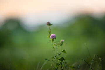 夕暮れのアカツメクサ