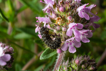 Vanessa Atalanta caterpillar on a thyme flower, in the natural environment