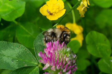 Isolated bumblebee specimen on Trifolium pratense flower, the red clover, on natural background