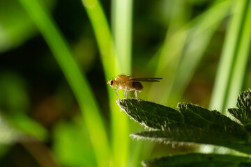 Closeup on the the yellow or golden dung fly, Scathophaga stercoraria sitting on a green leaf