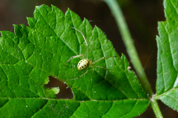 Closeup of the spider Enoplognatha ovata or the similar Enoplognatha latimana, family Theridiidae. On the underside of a leaf of common ragwort Jacobaea vulgaris. July