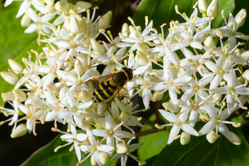 A macro shot of a female hoverfly, Syrphus species, seen in August
