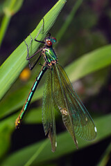 Banded demoiselle, Calopteryx splendens, sitting on a blade of grass. Beautiful blue demoiselle in its habitat. Insect portrait with soft green background. Wildlife scene from nature