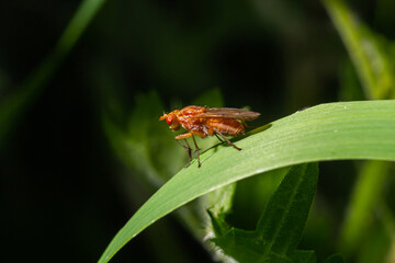 Closeup on the the yellow or golden dung fly, Scathophaga stercoraria sitting on a green leaf