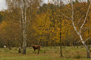 Farm animals among the trees in the fall season. © Adam