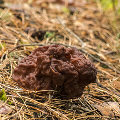 Chestnut leafworm on forest litter. © Adam
