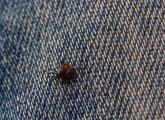 The parasite mite sits on a persons skin. infection carrier. Ixodes ricinus