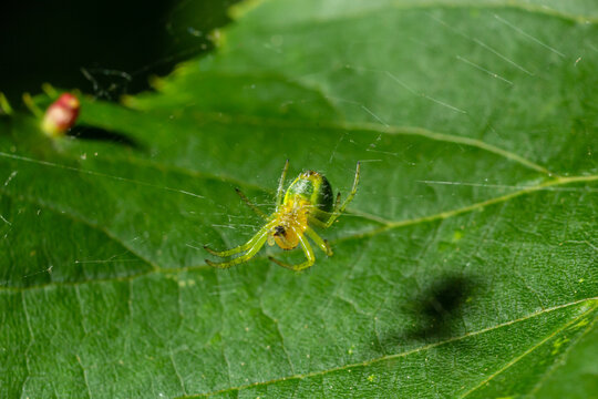 Tiny green spider Araniella cucurbitina, aka the cucumber green spider. View of underside with spinnerets