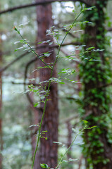 Green bushes with leaves in the forest. A branch in close-up. Summer landscape.