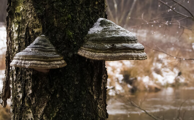 Common Hubs growing on trees. - obrazy, fototapety, plakaty