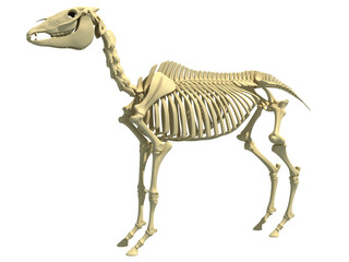 Horse Skeleton anatomy 3D rendering