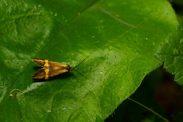 Close-up image of a long-legged butterfly, Nemophora degeerella. Green leaf