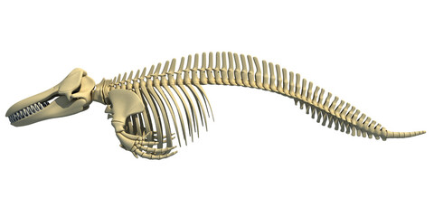 Killer Whale Orca Skeleton 3D rendering © 3D Horse