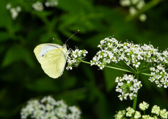 Pieris rapae or cabbage white, is a species of lepidopteran insect of the Pieridae family