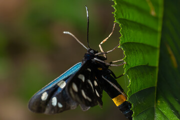 Close up of a nine spotted moth Amata phegea with spread wings